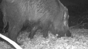 Кабан фото ловушка