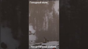 Голодный волк. Автор Евгений Шабаев