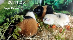 На улице снег 20.11.25, а дома свежая морковь 🥕 из нашего огорода #чихуахуа #морскиесвинки #черепах