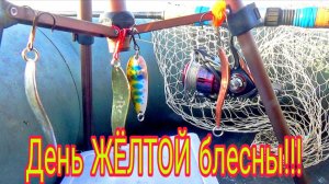 День ЖЁЛТОЙ блесны!!! Осенняя рыбалка на спиннинг!