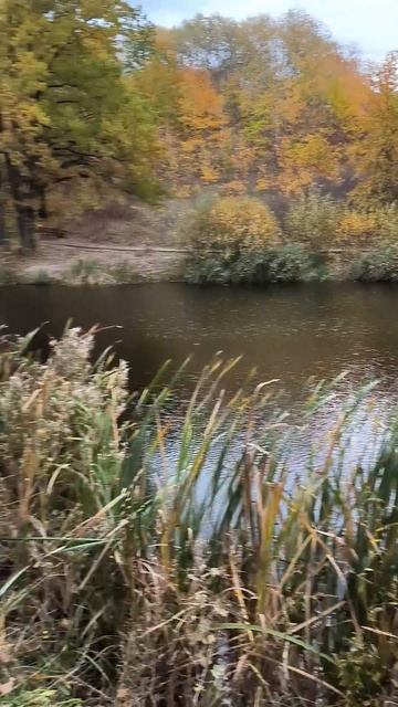 Белгород, посёлок дубовое, прогулка, парк под дубом.