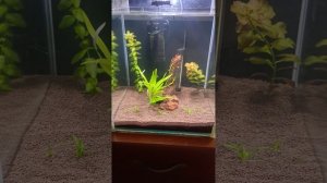 Запуск аквариума 30 литров нано-куб