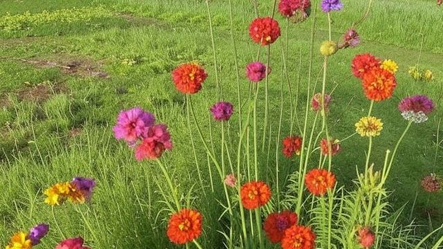 Звук природы. Птицы. Пение птицы Дрозд певчий в осеннем лесу смотреть онлайн