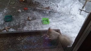 очередная пятница в вольном зоопарке