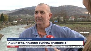 Оживјела понoво ријека Мушница