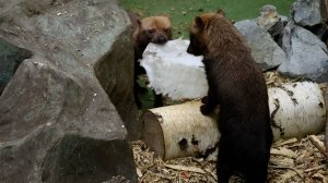 Кустарниковые собаки играют с остатками канистры.