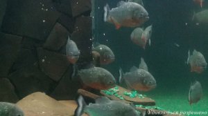 Честные видео впечатления после тура выходного дня с компанией Судаков Тревел. Посещение океанариума