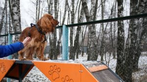 Новые жесткие правила для собачников вступили в силу в Петербурге