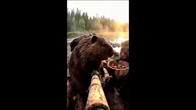 Боброблогер часть 1