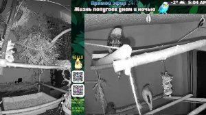 Волнистые попугаи 🦜🦜🦜 | авиарий на балконе📍