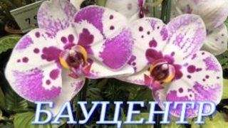 №1142/ СВЕЖАЯ поставка ОРХИДЕЙ в БАУЦЕНТР