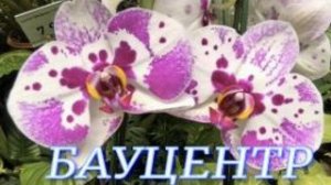 №1142/ СВЕЖАЯ поставка ОРХИДЕЙ в БАУЦЕНТР
