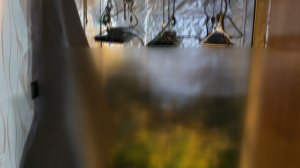 В Ивановской области поймали троих культиваторов марихуаны с 3,5 кг наркотиков