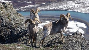 Загоняю баранов на скалы, с помощью опытной собачки.