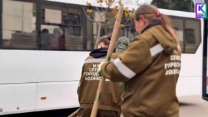 На улице Пирогова высадили платаны