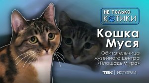 Кошка Муся из музейного центра «Площадь Мира» / «Не только котики»