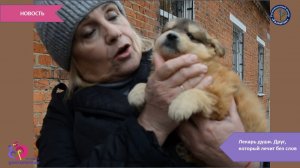 Лекарь души. Друг, который лечит без слов.