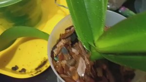 Омолаживаю орхидею. Первый опыт и первые неудачи