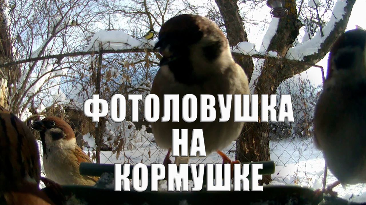 Птицы на кормушке Фотоловушка в лесу