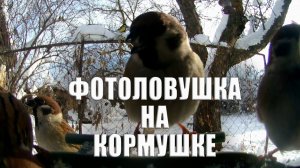Птицы на кормушке Фотоловушка в лесу