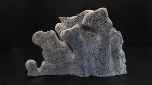 Голубой коралл (Heliopora coerulea) 262 г, Индо-Тихоокеанский регион