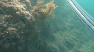 Сложность дальних дистанций / Подводная охота