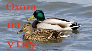 Прогулка с собакой в поисках утки.