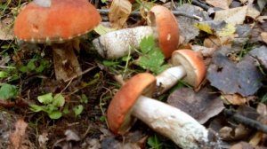 Под осинками и в корзине