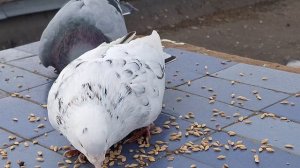 1000106579.mp4 Наши Луганские голуби