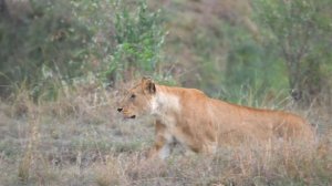 Лев ждет добычу в жаркий день