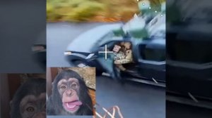 Видео_без_названия_—_сделано_в_Clipchamp_25