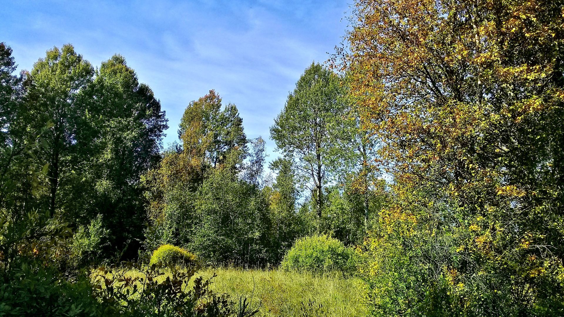 На тракторе по лесу