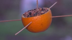 Мастер класс по созданию экологической кормушки для птиц