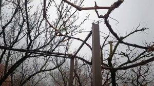 Обрезка винограда на арке.  Сучок и плодовая стрелка.