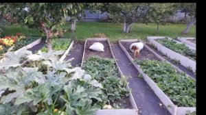 17 сентября, что в моем саду. Ремонт дома закончили.