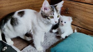 Три котёнка: один маленький, два больших. Счастливая кошачья семья.