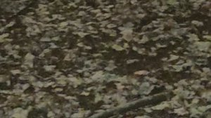 магическое снежное 🌨️  утро 21 ноября как обещал волшебник Иван Кулебякин...