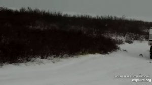 Медведица с медвежатами