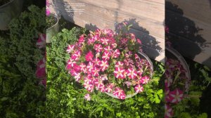 НОСТАЛЬГИЯ ПО ЛЕТУ. Пусть будет для истории. Лето Весна 2025 год