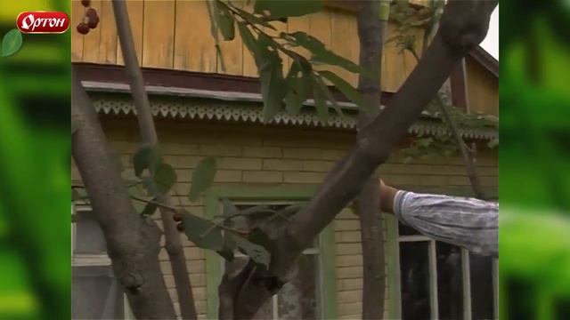 Для обрезки деревьев бальзам ЖИВИЦА