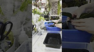 Новинки ноября🌿🌸Каких растюх накупила 🤔Пересадим вместе.