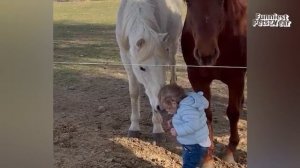 САМЫЕ СМЕШНЫЕ питомцы 2025 года! 🤣 ЛУЧШИЕ ВИДЕО ГОДА