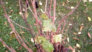 5.10. 2016г.   АРХИВ!!!   Размножение  КРАСНОЙ🍒🍒🍒 СМОРОДИНЫ делением Куста!!!👍👍👍🙂