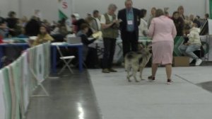 Голджин Челеста