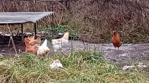 Кура и собачка💓