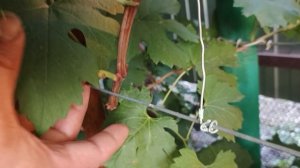 Энрико Карузо, Тото Кутуньо, Рогнеда селекции Донского казачества.