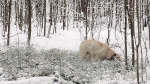 Сосновка 21.11.2025