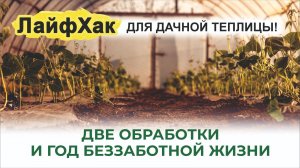 Чем обработать теплицу, чтобы была готова к весне? Ваши томаты болеть не будут!