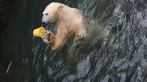 Кай играет с любимой пробкой.