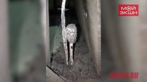 Тяга к жизни: в Приамурье грибы выросли возле раскаленной печки в кочегарке